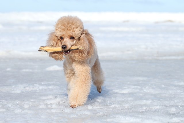 Miniature poodle plays with a dry branch