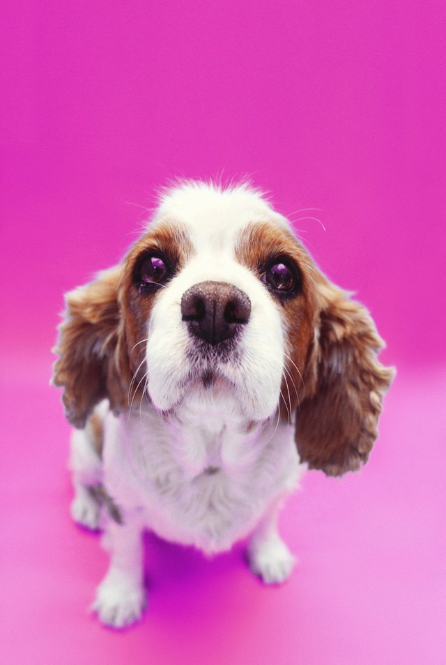 close-up of a dog