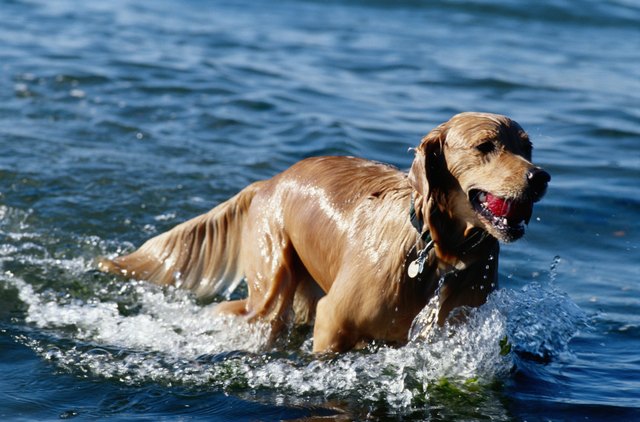 Golden Retriever In Water at Beach