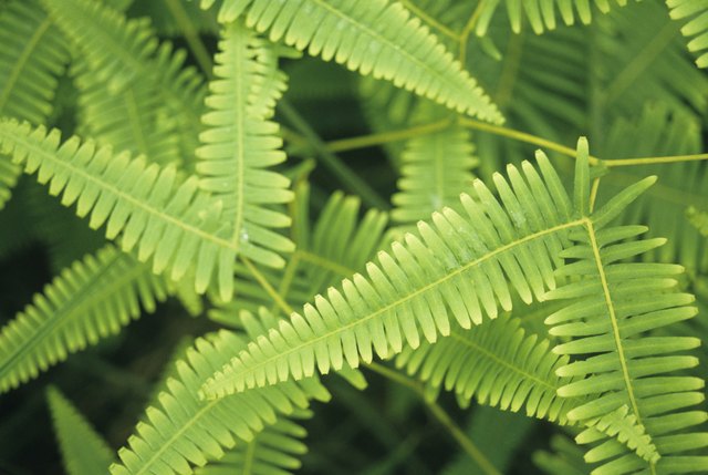 Tiger ferns, close-up