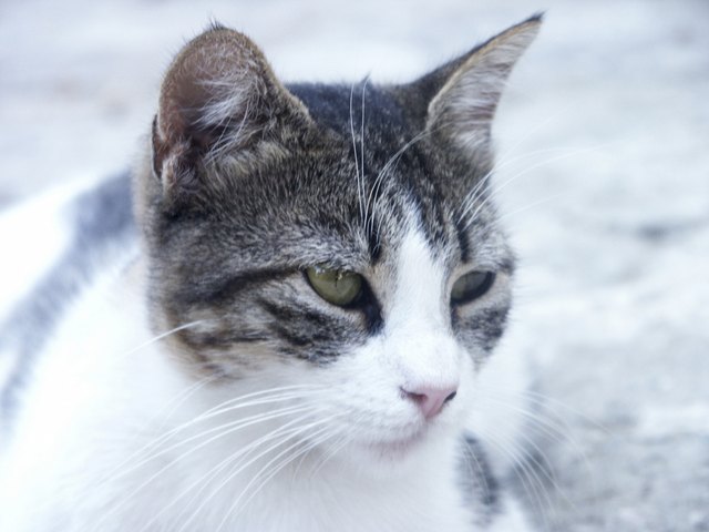 Close-up of a Tabby cat