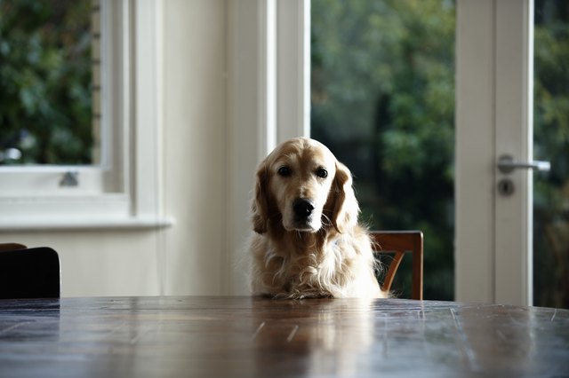 Golden retriever dog sitting at dinning table, looking away