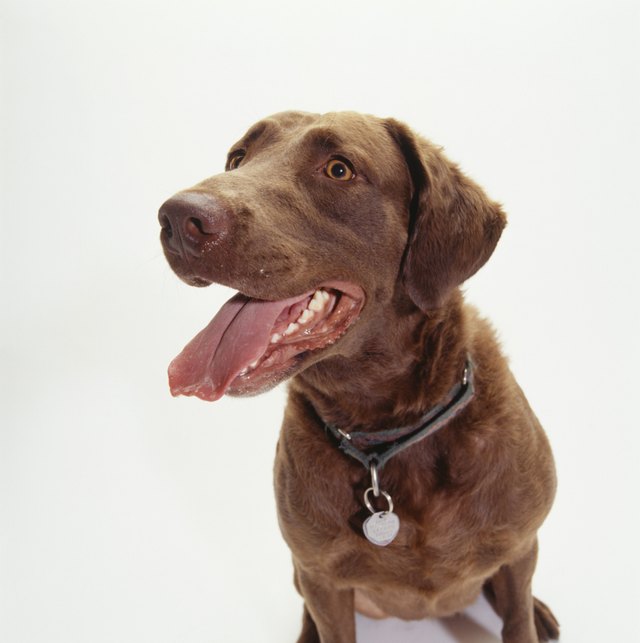 Chesapeake Bay dog panting, (Portrait)