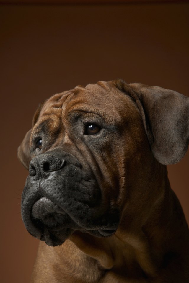 Dog looking away