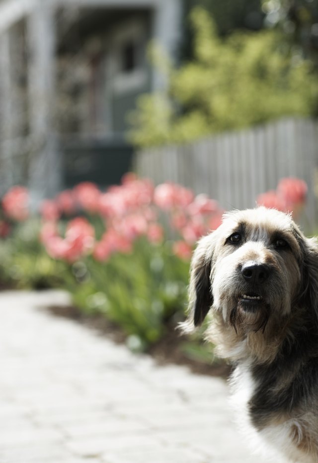 Dog outdoors, looking away