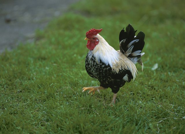 Use of Terramycin in Poultry | Cuteness