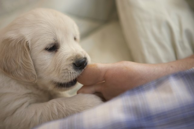 Dog biting man's foot