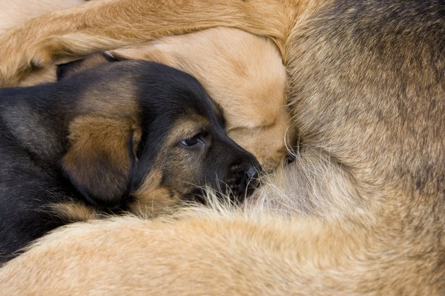 Dog puppy lying beside his mother