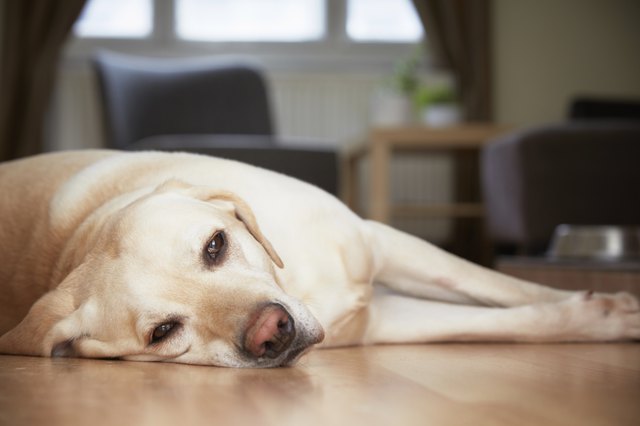 Dog at home