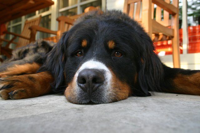 Dog being lazy