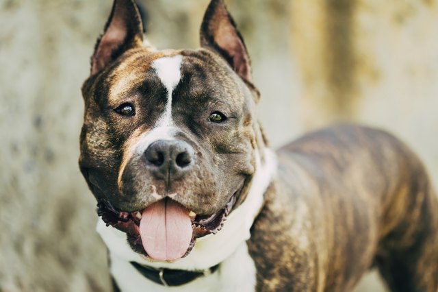 American Staffordshire Terrier Outdoor