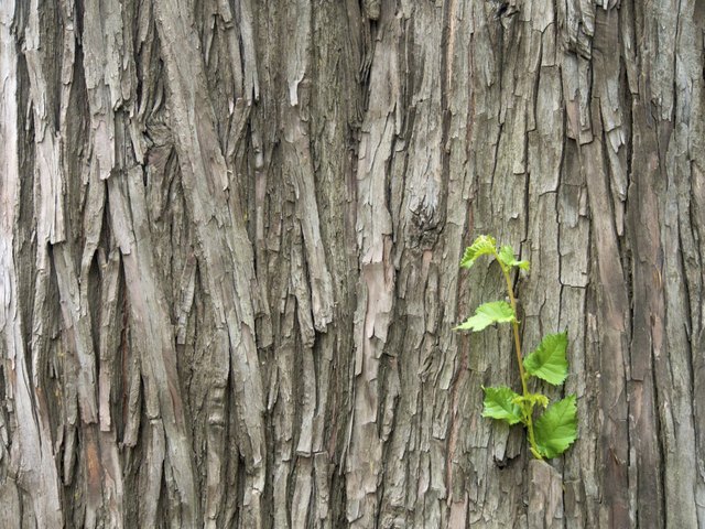 little green shoot