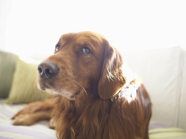 Dog Lying on Couch