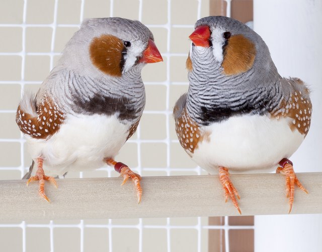 Two Male Zebra Finches