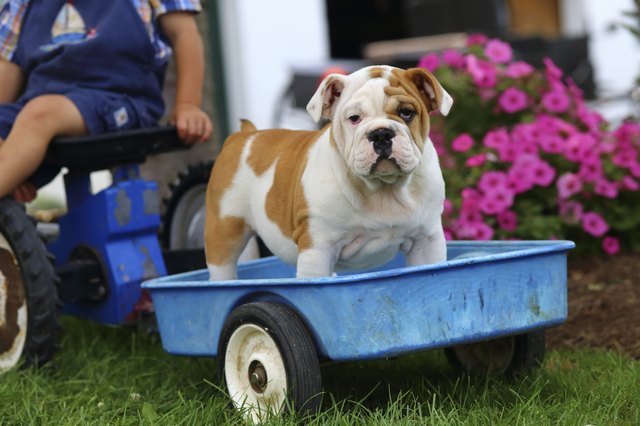 English Bulldog Puppy Standing on Toy Trailer