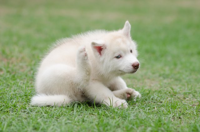 Cute siberian husky puppy scratching