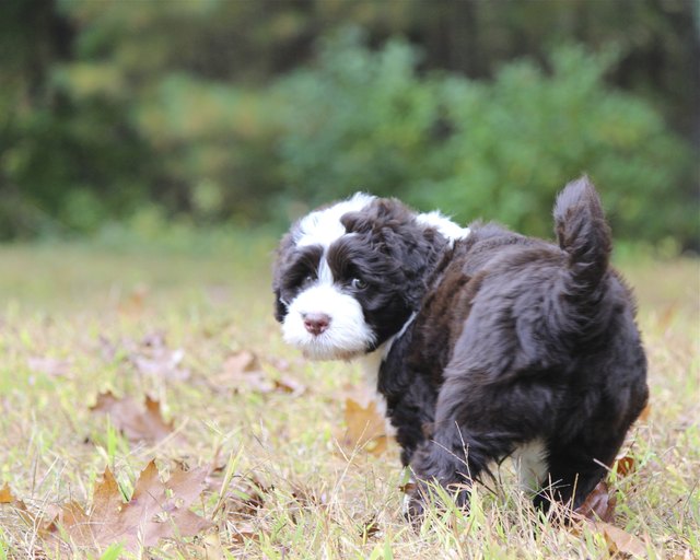 Young Portuguese Water Dog Puppy Looking Back