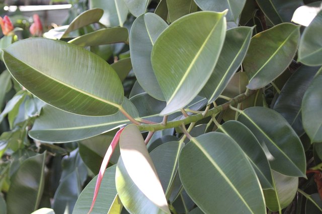 Rubber Plant