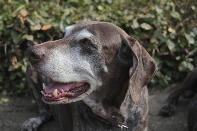 Female german shorthaired pointer