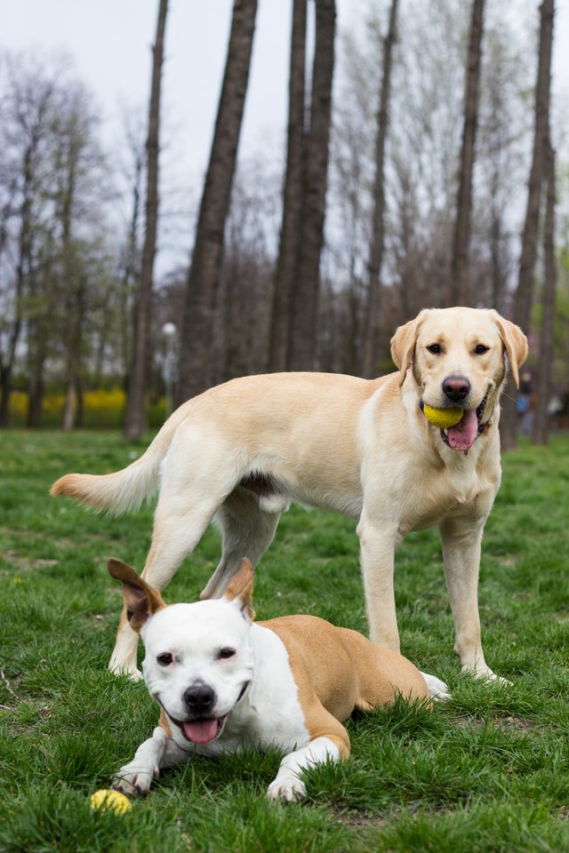 Labrador retriever and Staffordshire terrier dog in the park with balls