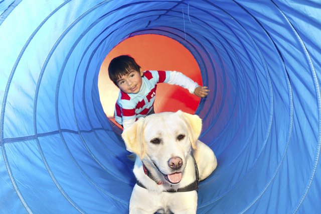 trained dog