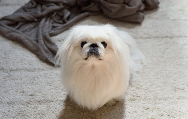 pekingese