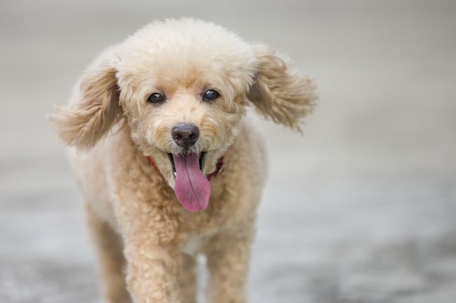 Cute toy poodle