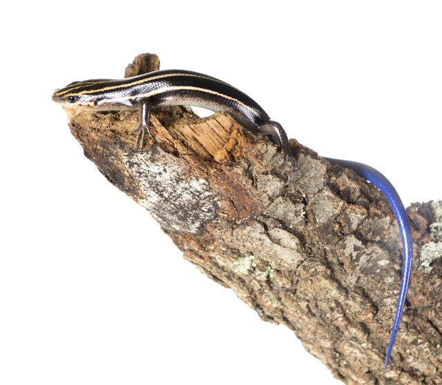 The American five-lined skink (Plestiodon fasciatus)