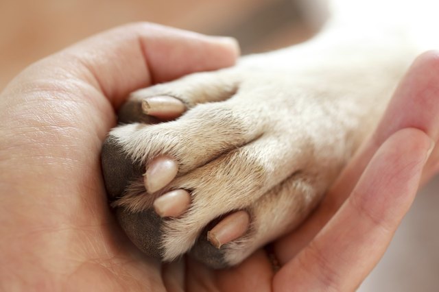 Friendship between human and dog