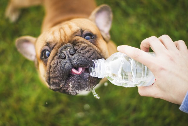 Silly French Bulldog Drinking Bottled Water