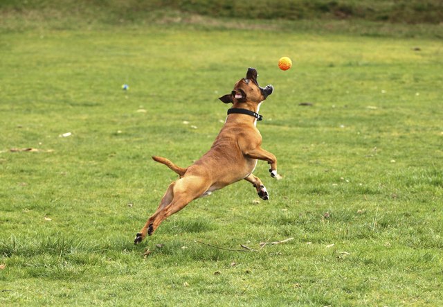 Dog catching ball