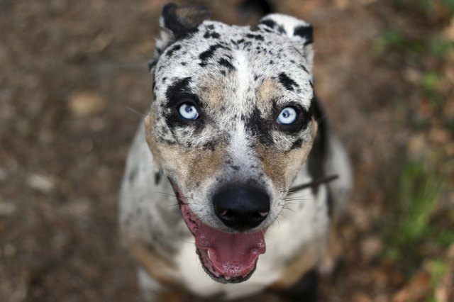 Louisiana Leopard Dog
