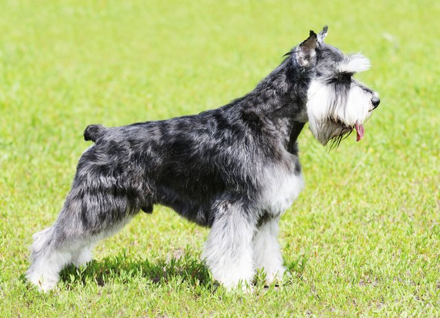 Zwergschnauzer dog