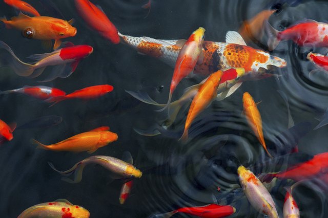 Koi Carps Fish Japanese swimming (Cyprinus carpio) beautiful