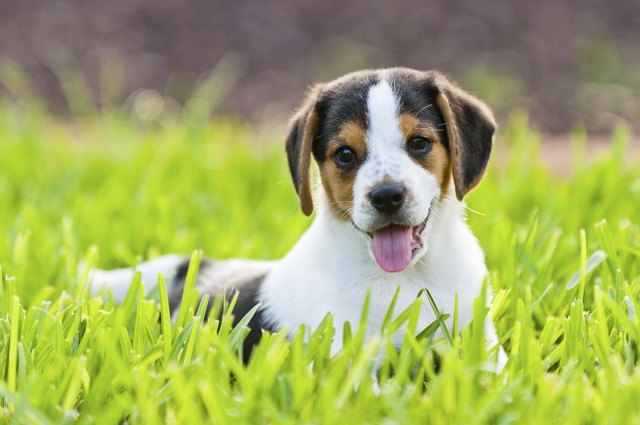 Chiot Beagle assis dans l'herbe.