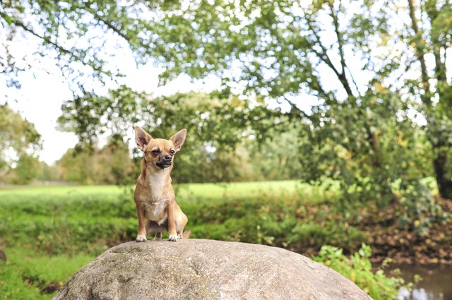 Chihuahua