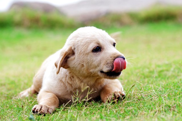 Close up of a puppy