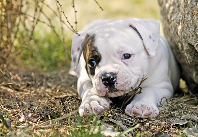 small puppy