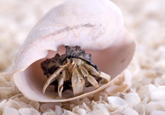 How to Tell If a Hermit Crab Is Dead | Cuteness