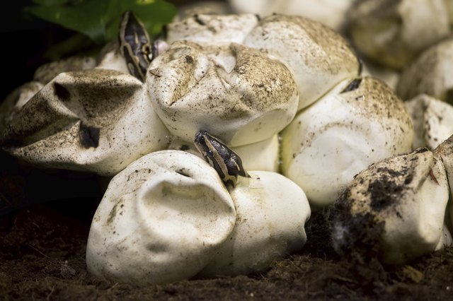 Python Hatching from Egg
