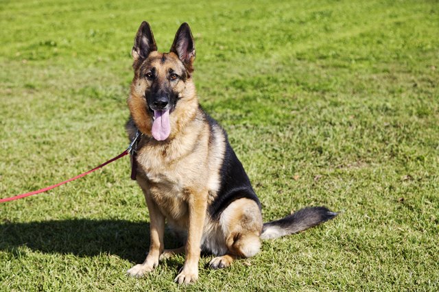 German Shepherd Dog Portrait at the Park