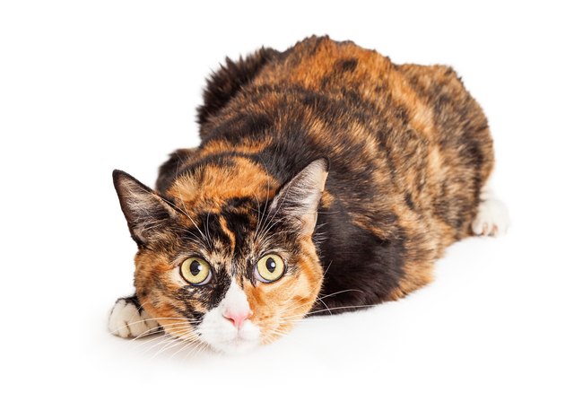 Curious Calico Cat Laying