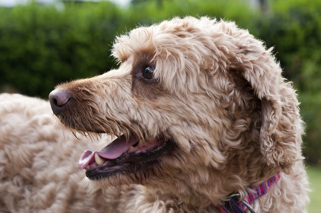 Labradoodle