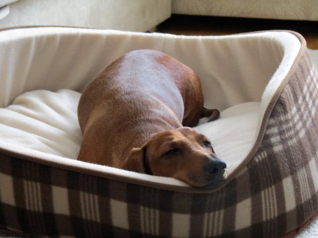 Dog sleeping in the bed