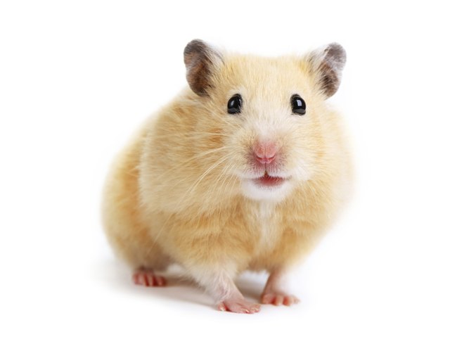 Hamster isolated