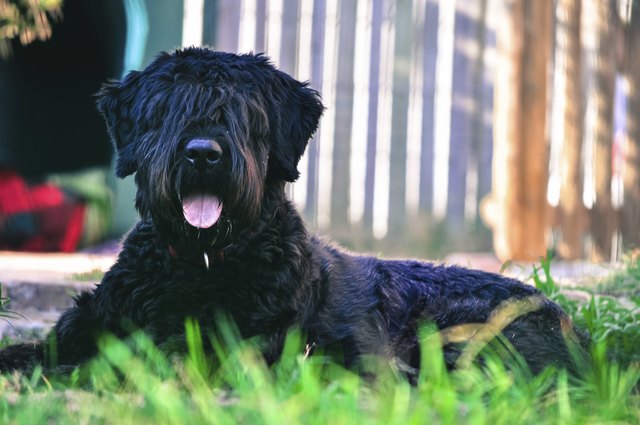 bouvier des flandres