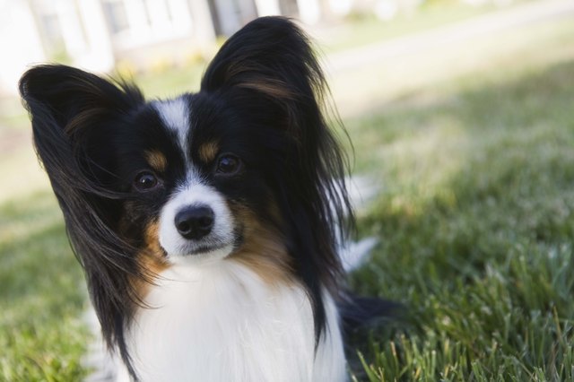 Papillion dog in grass