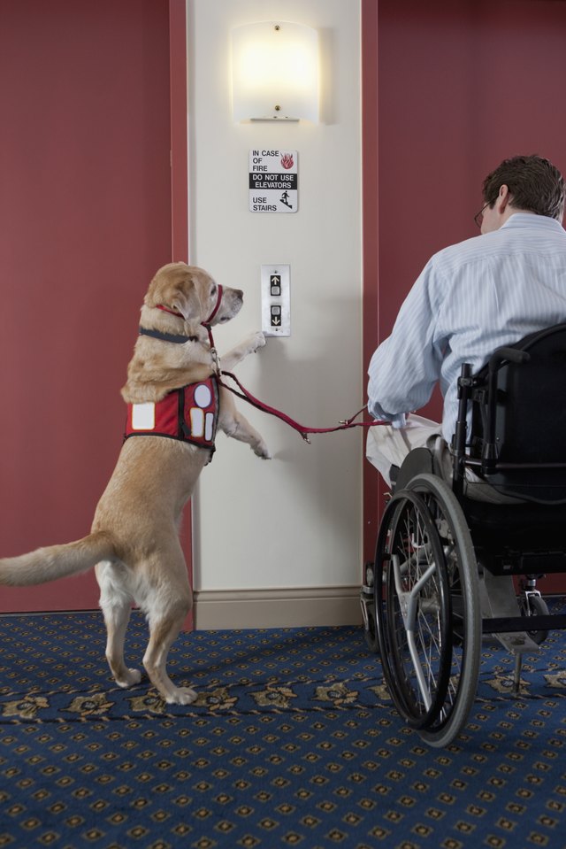 What Does Service Dogs For The Hearing Impaired Do What Does Service Dogs For The Hearing Impaired Do