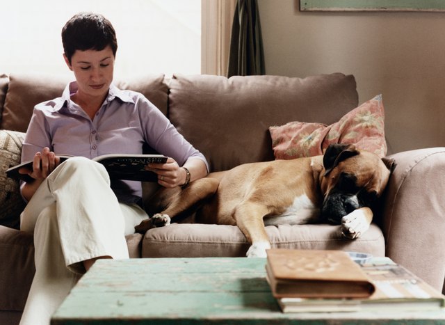 Young Woman on Couch with Pet Boxer