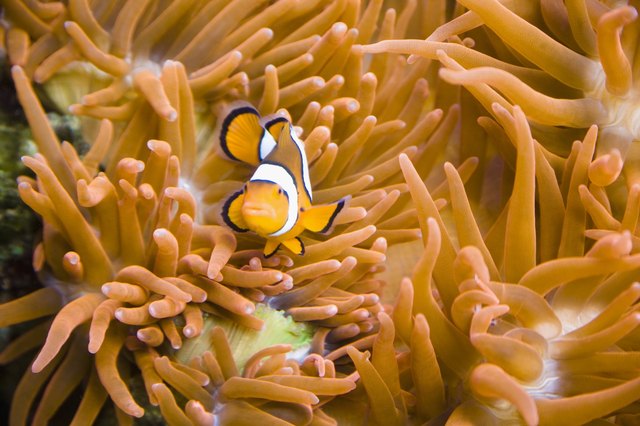 how do clown fish adapt to their environment
